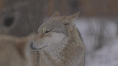 Kışın gri bir kurt olan Canis Lupus 'un portresi, bir yırtıcının yakın çekimi. 4K ağır çekim, ProRes 422, derecelendirilmemiş C-LOG 10 bit