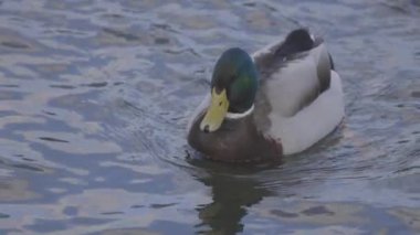 Yaban ördeği ördeği ördeği ördeği Anas platyrhynchos yüzer ve suya düşer. 4K yavaş çekim 100 fps ProRes 422, derecelendirilmemiş C-LOG 10 bit