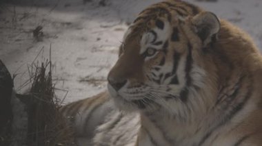 Karda kaplan. 4K ağır çekim, ProRes 422, derecelendirilmemiş C-LOG 10 bit