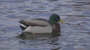 Yaban ördeği ördeği ördeği ördeği Anas platyrhynchos yüzer ve suya düşer. 4K yavaş çekim 100 fps ProRes 422, derecelendirilmemiş C-LOG 10 bit