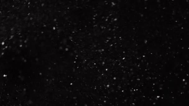 Belle vraie neige tombante isolée sur fond noir au ralenti 4K, prise de vue sur objectif 50 mm. Images non classées pour la composition, les graphismes animés, Petits et grands flocons de neige, Neige tombante isolée — Video