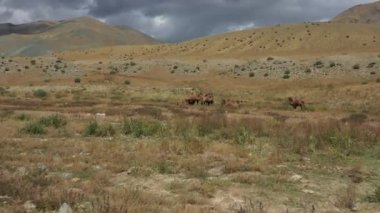 Gobi çölünde Bactrian Camel, Moğolistan. Otlakta bir hayvan sürüsü
