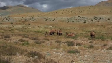 Gobi çölünde Bactrian Camel, Moğolistan. Otlakta bir hayvan sürüsü