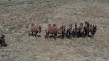 Gobi çölünde Bactrian Camel, Moğolistan. Otlakta bir hayvan sürüsü