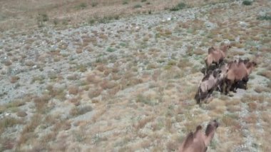 Gobi çölünde Bactrian Camel, Moğolistan. Otlakta bir hayvan sürüsü