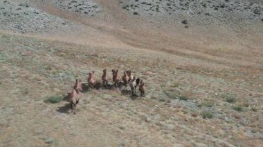 Gobi çölünde Bactrian Camel, Moğolistan. Otlakta bir hayvan sürüsü