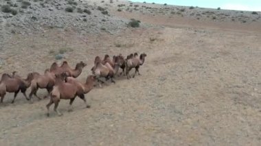 Gobi çölünde Bactrian Camel, Moğolistan. Otlakta bir hayvan sürüsü