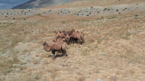 ゴビ砂漠、モンゴルのバクトリアラクダ。牧草地にいる動物の群れ — ストック動画