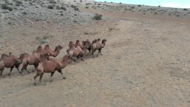 Βακτριανή Καμήλα στην έρημο Γκόμπι, Μογγολία. Ένα κοπάδι ζώων στο βοσκότοπο — Αρχείο Βίντεο