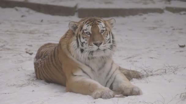 Tigre en la nieve. 4K cámara lenta, ProRes 422, sin clasificar C-LOG 10 bit — Vídeos de Stock