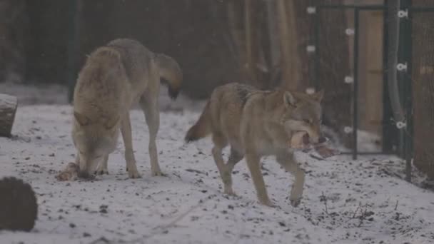 冬に灰色のオオカミカニス・ルプスの肖像画、捕食者のクローズアップ。4Kスローモーション, ProRes 422,未グレードのC-LOG 10ビット — ストック動画