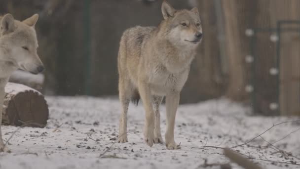 Retrato Lobo Cinza Canis Lupus Inverno Close Predador Câmera Lenta — Vídeo de Stock