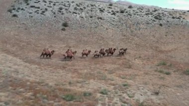 Gobi çölünde Bactrian Camel, Moğolistan. Otlakta bir hayvan sürüsü.
