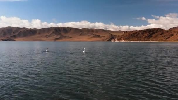 Белые Лебеди Горном Озере Озеро Горах Монголии Место Упокоения Птиц — стоковое видео