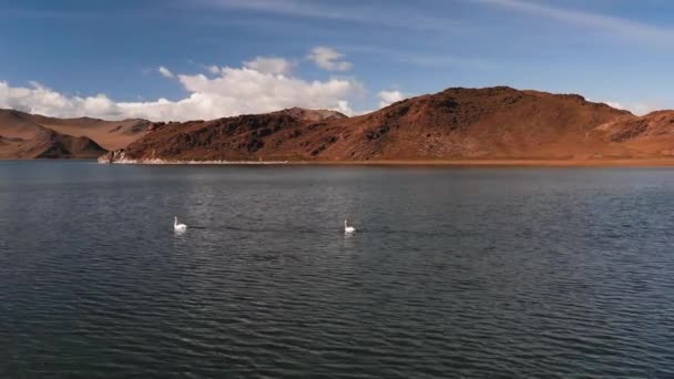 山の湖 モンゴルの山の中で湖 鳥の休憩所に白い白鳥 空中風景 — ストック動画