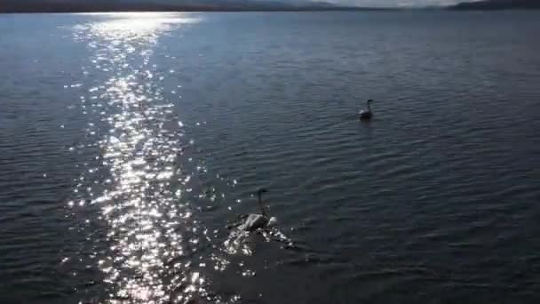 호숫가 산지에 새들의 휴식처가 공중에서 — 비디오