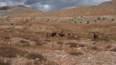 Gobi çölünde Bactrian Camel, Moğolistan. Otlakta bir hayvan sürüsü.
