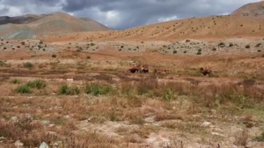 Gobi çölünde Bactrian Camel, Moğolistan. Otlakta bir hayvan sürüsü.