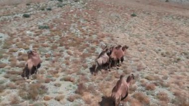 Gobi çölünde Bactrian Camel, Moğolistan. Otlakta bir hayvan sürüsü.