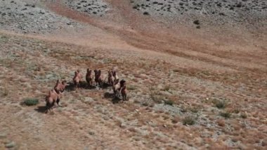 Gobi çölünde Bactrian Camel, Moğolistan. Otlakta bir hayvan sürüsü.