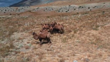 Gobi çölünde Bactrian Camel, Moğolistan. Otlakta bir hayvan sürüsü.