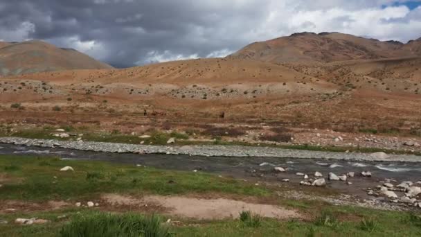 Baktrisches Kamel Der Wüste Gobi Mongolei Eine Herde Tiere Auf — Stockvideo