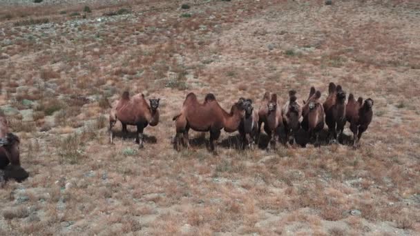 Bactrian Camel Gobiöknen Mongoliet Hjord Djur Betesmark — Stockvideo