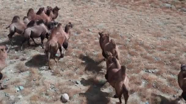 Бактрийский Верблюд Пустыне Гоби Монголия Стадо Животных Пастбище — стоковое видео