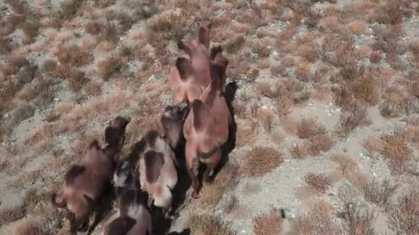 Camello Bactriano Desierto Gobi Mongolia Una Manada Animales Pasto — Vídeos de Stock