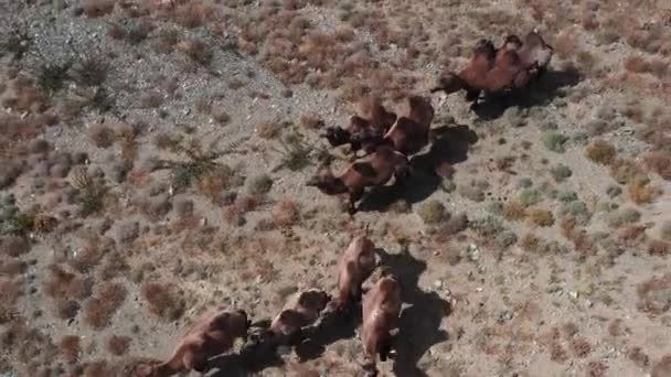 Cammello Battriano Nel Deserto Del Gobi Mongolia Una Mandria Animali — Video Stock