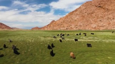 Yak sarlag (Bos mutus). Moğolistan 'da otlakta bir öküz sürüsü..