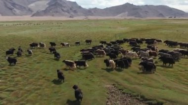 Yak sarlag (Bos mutus). Moğolistan 'da otlakta bir öküz sürüsü..