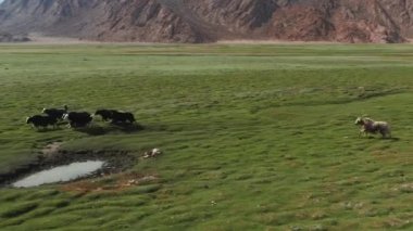 Yak sarlag (Bos mutus). Moğolistan 'da otlakta bir öküz sürüsü..