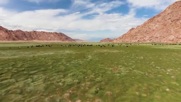 Yak Sarlag Bos Mutus Eine Herde Yaks Auf Einer Weide — Stockvideo