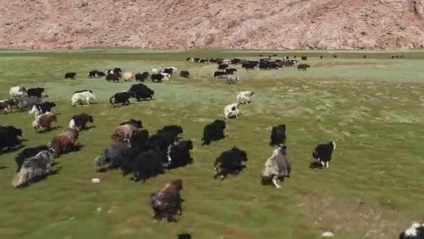 Yak Sarlag Bos Mutus Flok Yakokser Græs Mongoliet – Stock-video