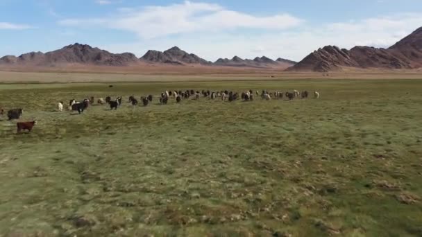 Yak Sarlag Bos Mutus Stádo Jaků Pastvině Mongolsku — Stock video