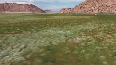Yak sarlag (Bos mutus). Moğolistan 'da otlakta bir öküz sürüsü..