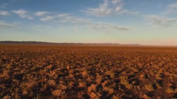 Dzeren sauvage - Procapra gutturosa, gazelle mongole faon fonctionne sur steppe, steppe mongole. Road trip à travers un désert Vue Aérienne — Video