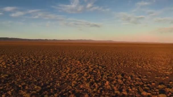 Wild Dzeren - Procapra gutturosa, rusa Mongolia berjalan di stepa, stepa Mongolia. Jalan-jalan melalui gurun Pemandangan Udara — Stok Video