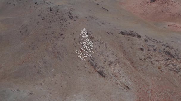 Flauschige Kaschmirziegen auf der Weide. Schafe im Weideland der Mongolei. Luftaufnahme der Schaf-, Ziegen- und Lammherde — Stockvideo