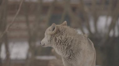 Kışın gri bir kurt olan Canis Lupus 'un portresi, bir yırtıcının yakın çekimi. 4K ağır çekim, ProRes 422, derecelendirilmemiş C-LOG 10 bit