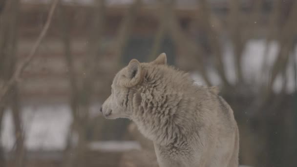 Kışın gri bir kurt olan Canis Lupus 'un portresi, bir yırtıcının yakın çekimi. 4K ağır çekim, ProRes 422, derecelendirilmemiş C-LOG 10 bit — Stok video