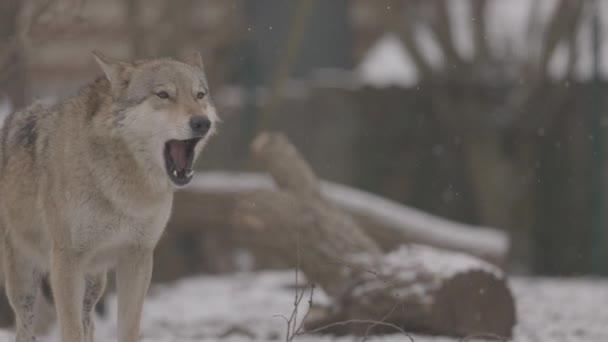 Retrato de um lobo cinza Canis Lupus no inverno, close-up de um predador. 4K câmera lenta, ProRes 422, não classificado C-LOG 10 bit — Vídeo de Stock