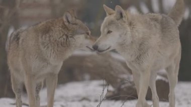 Kışın gri bir kurt olan Canis Lupus 'un portresi, bir yırtıcının yakın çekimi. 4K ağır çekim, ProRes 422, derecelendirilmemiş C-LOG 10 bit