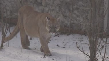 Ormanda Puma, Dağ Aslanı, karda bekâr kedi. Cougar kış ormanında yürüyor. 4K ağır çekim, ProRes 422, derecelendirilmemiş C-LOG 10 bit
