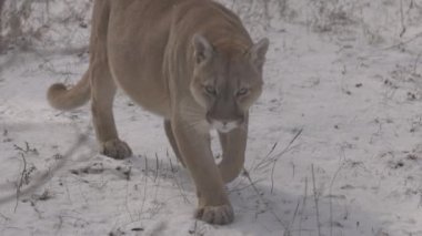 Ormanda Puma, Dağ Aslanı, karda bekâr kedi. Cougar kış ormanında yürüyor. 4K ağır çekim, ProRes 422, derecelendirilmemiş C-LOG 10 bit