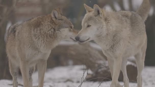 Kışın gri bir kurt olan Canis Lupus 'un portresi, bir yırtıcının yakın çekimi. 4K ağır çekim, ProRes 422, derecelendirilmemiş C-LOG 10 bit — Stok video