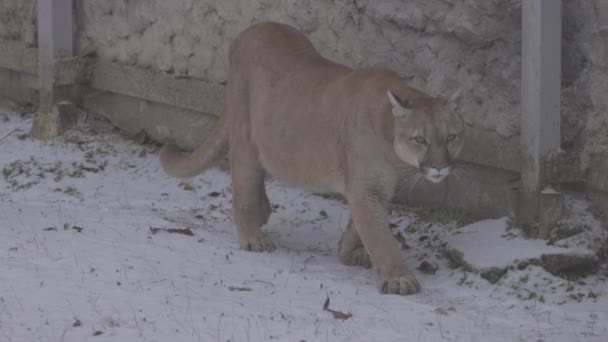 Puma en el bosque, león de montaña, gato soltero en la nieve. Cougar camina por el bosque de invierno. 4K cámara lenta, ProRes 422, sin clasificar C-LOG 10 bit — Vídeo de stock