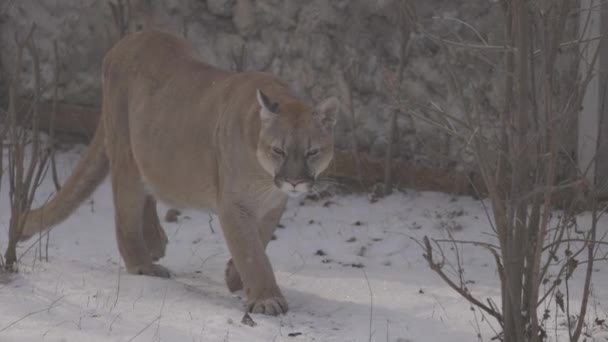 Puma en el bosque, león de montaña, gato soltero en la nieve. Cougar camina por el bosque de invierno. 4K cámara lenta, ProRes 422, sin clasificar C-LOG 10 bit — Vídeos de Stock