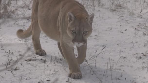 Puma en el bosque, león de montaña, gato soltero en la nieve. Cougar camina por el bosque de invierno. 4K cámara lenta, ProRes 422, sin clasificar C-LOG 10 bit — Vídeos de Stock